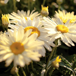Bright yellow daisy flowers blooming in a fall garden