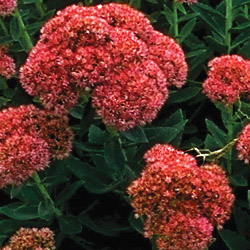 Cluster of red sedum flowers blooming in autumn