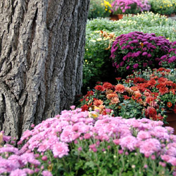 Tree trunk surrounded by vibrant fall chrysanthemums in bloom