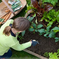 Veggie Weed Control