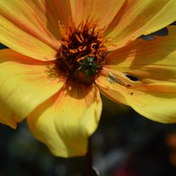 battlingbugs1