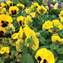 Garden bed of yellow pansies with dark centers in full bloom
