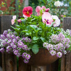 Container arrangement of pink and purple pansies mixed with white alyssum flowers