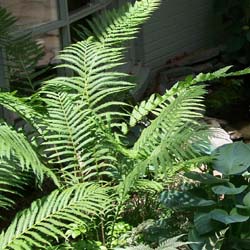 fern_1