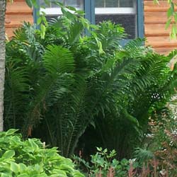 fern_2