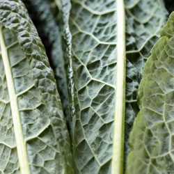 kale_close_250x250