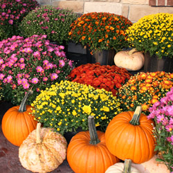 Orange chrysanthemum flowers displayed alongside pumpkins in a fall arrangement