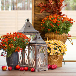 Decorative display of orange chrysanthemums with a lantern and rustic fall decorations