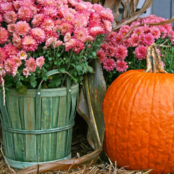 Pink chrysanthemums arranged in a wooden basket next to a large orange pumpkin