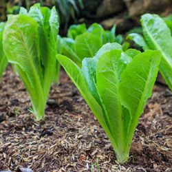 Close-up of curly kale leaves with deep green texture