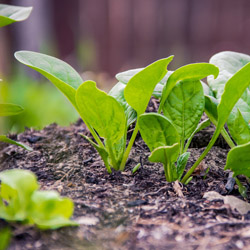 Rows of young lettuce plants sprouting in soil
