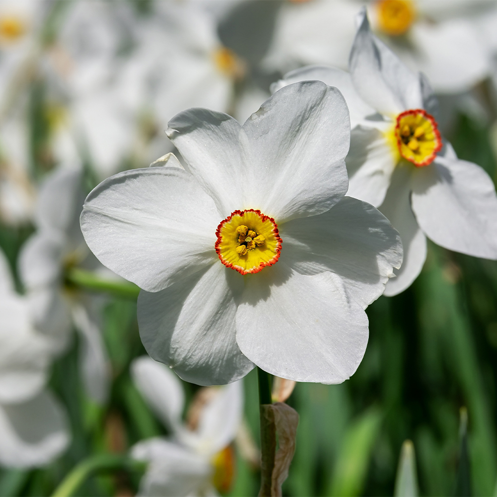 white daffodils