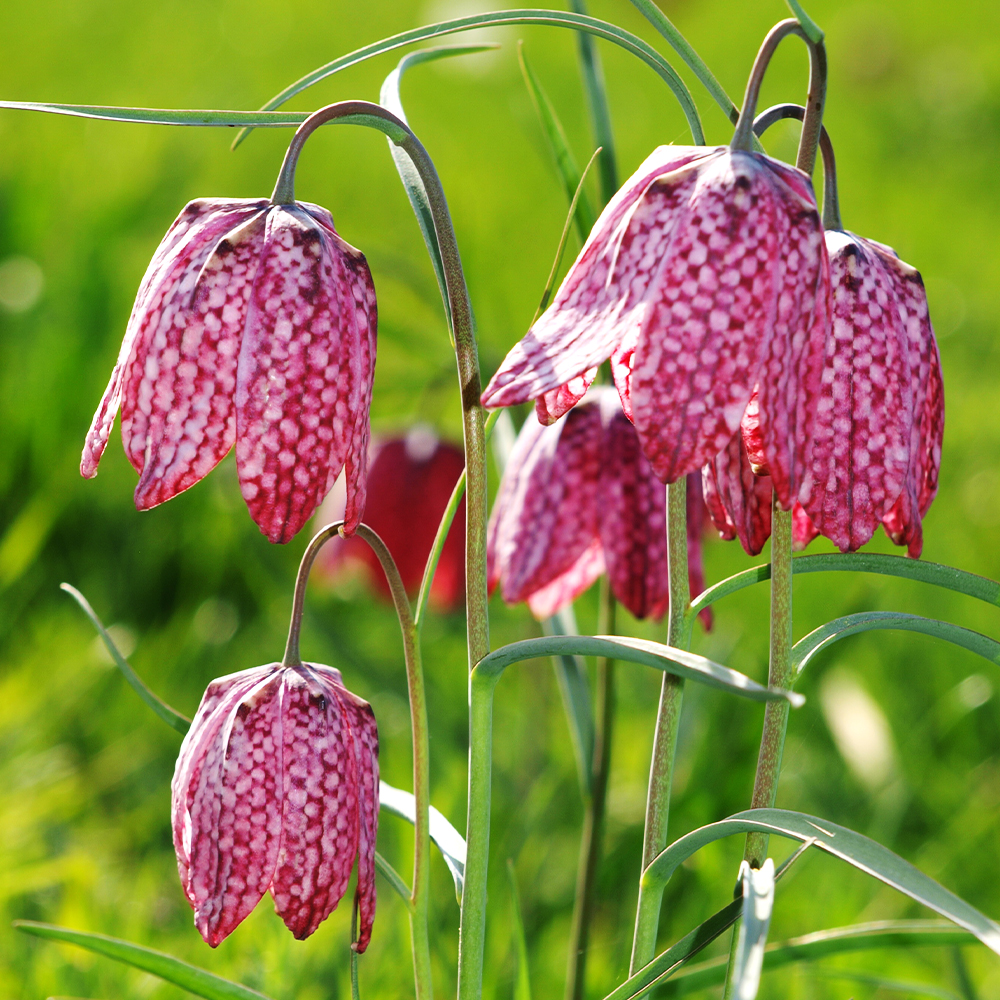 Fritillaries