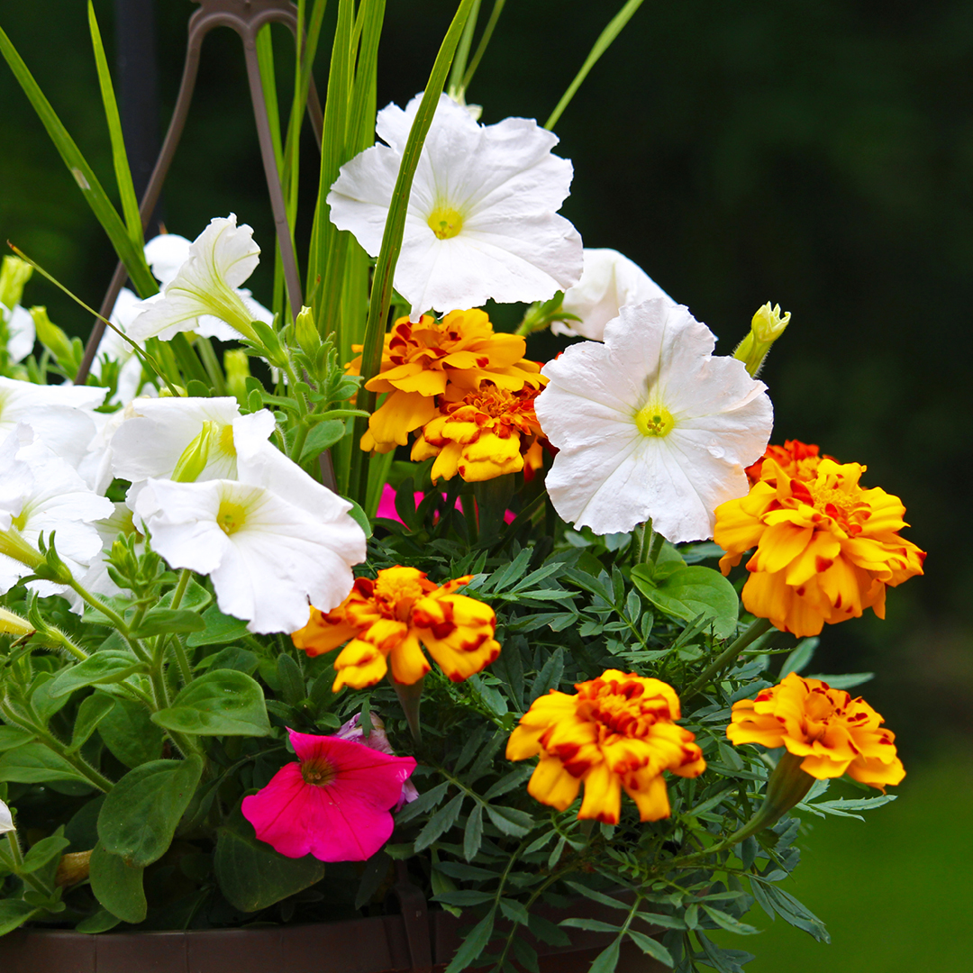 Insect Repellent Container Garden